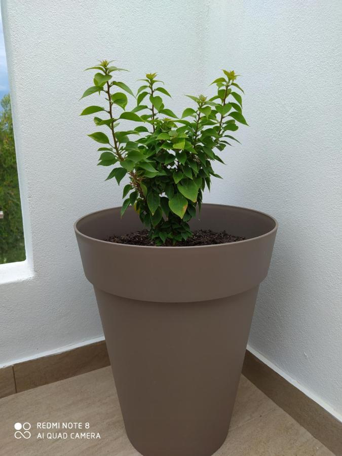 Ortensia Oziás Exterior foto